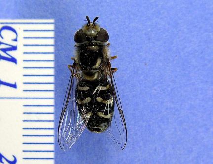 Hover Fly - dorsal