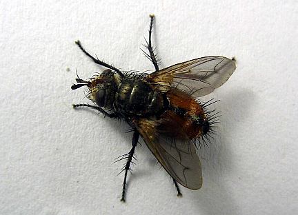 Tachinid Fly -  Peleteria sp.