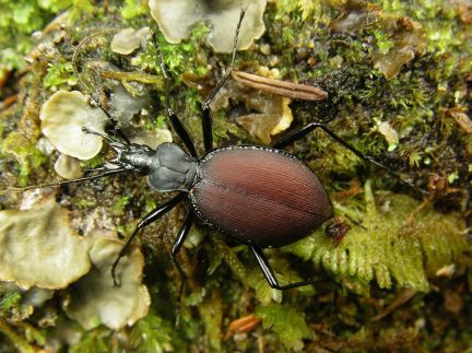 Snail-eating Ground Beetle