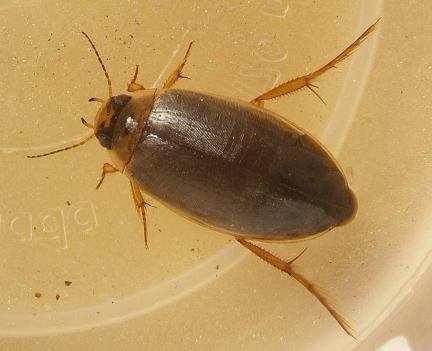 Mid-sized Diving Beetle