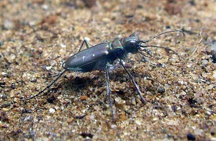 Pacific Tiger Beetle