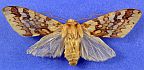 Spotted Tussock Moth
