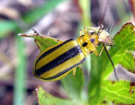 T. canadensis a Skeletonizing Leaf Beetle