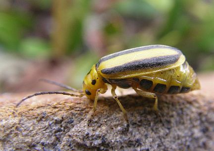 Skeletonizing Leaf Beetle - gravid female