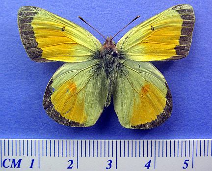 Christina's Sulphur