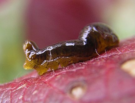 Pear Sawfly Larva on Cotoneaster
