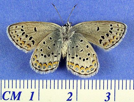 Melissa Blue - ventral