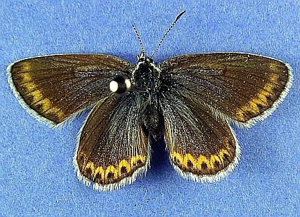 Melissa Blue - dorsal