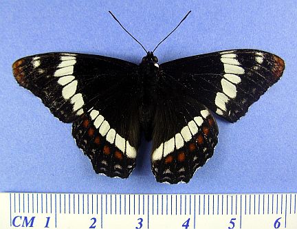 White/Lorquin's Admiral Hybrid  - dorsal
