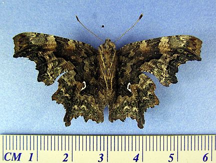 Green Comma - ventral side