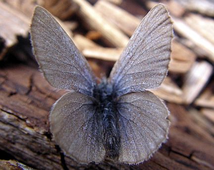 Silvery Blue - female - note greyish color of dorsal wing surface.