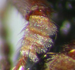 Densely haired front tarsus pad of a Paederine Rove Beetle.  