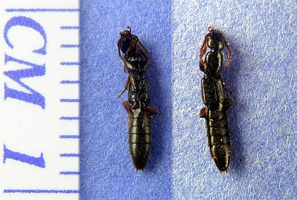 Paederine Rove Beetle- note distinct neck behind head. 