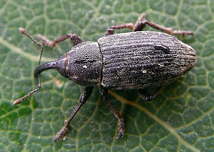 Marsh Weevil