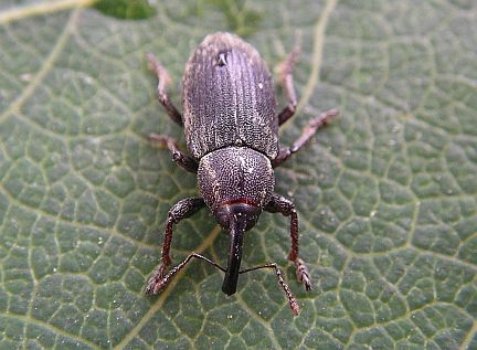 Marsh Weevil