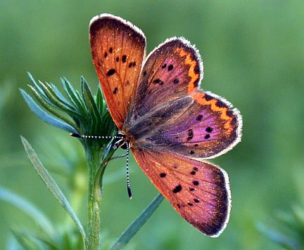 Purplish Copper (male) - dorsal