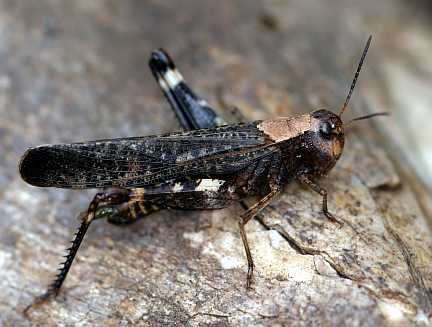 Red-winged Grasshopper