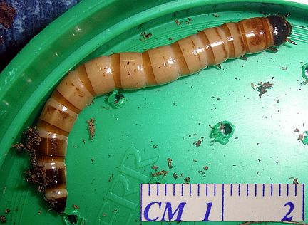 Darkling Beetle Larva