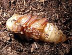 Darkling Beetle Metamorphosis