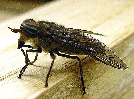 Horsefly