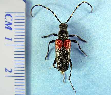 Red Shouldered Pine Borer