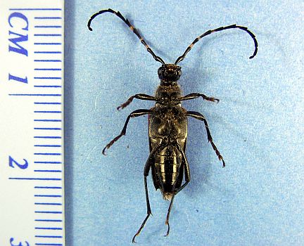 Red Shouldered Pine Borer - ventral