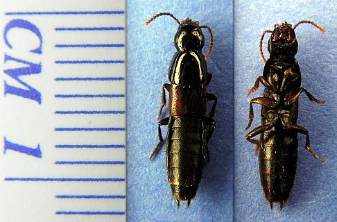 Large Rove Beetle