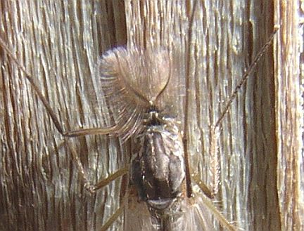 Midge head - note plumose antennae