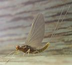 Small Mayfly