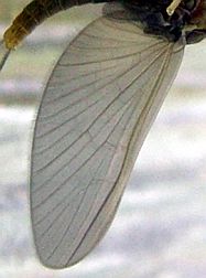 Baetidae sp. wing
