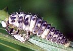 Ladybug Metamorphosis