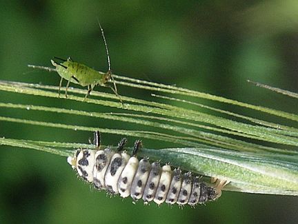 Ladybug Larva hunting an aphid (Calgary, AB, Aug. 1, 2005)