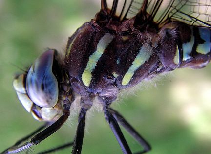 Paddle-tailed Darner