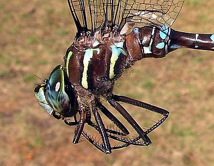 Lance-tipped Darner