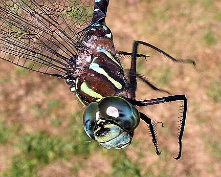 Face and different view of thorax stripes