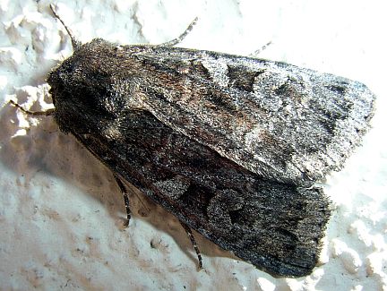 Cosmia elisae