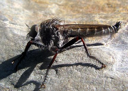 Robber Fly