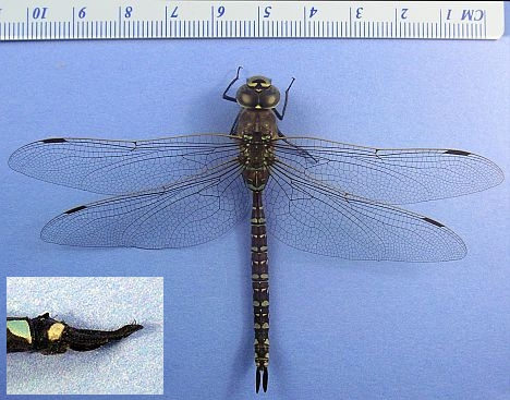 Variable Darner - top view, inset shows male simple appendage.