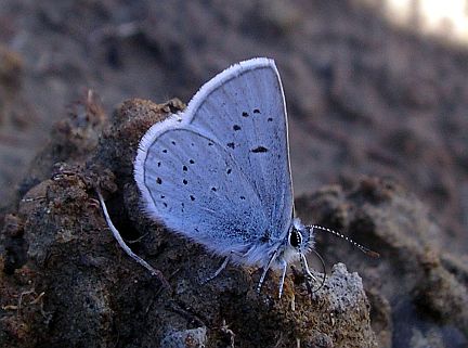 Greenish Blue