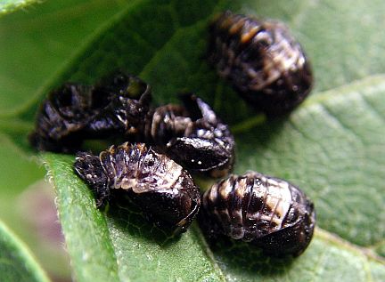 Two-spotted Ladybug pupae (Calgary, AB, Jul. 22, 2005)