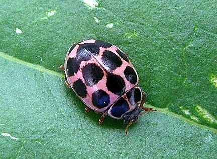 Polkadot Ladybug - this one is the pink morph