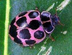 Polkadot Ladybug - pink morph
