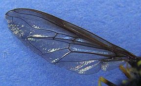Hover Fly wing