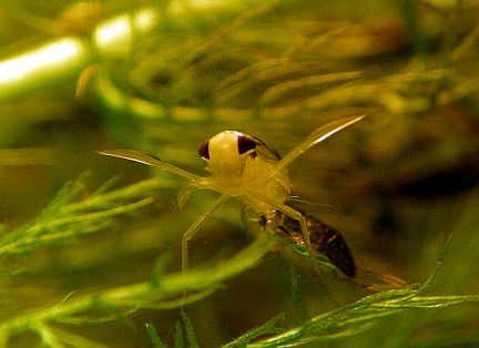 Water Boatman feeding on pond weeds