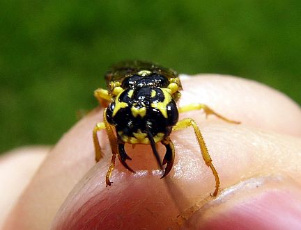 Web-spinning Sawfly - head showing mandibles