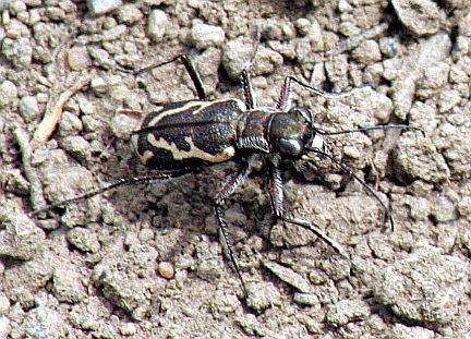 Grass-runner Tiger Beetle 