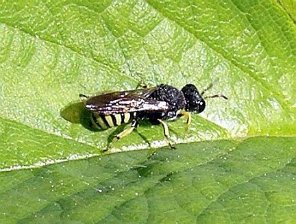 Square-headed Wasp