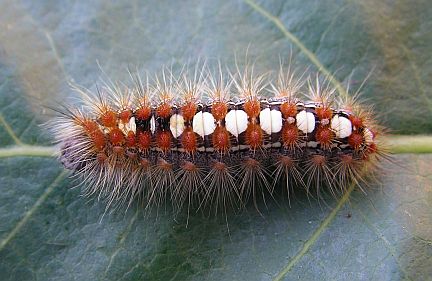 White Satin Moth Caterpillar