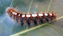White Satin Moth Caterpillar