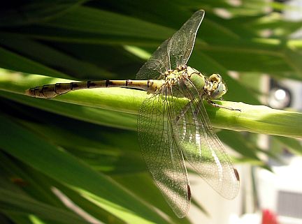 Pale Snaketail
